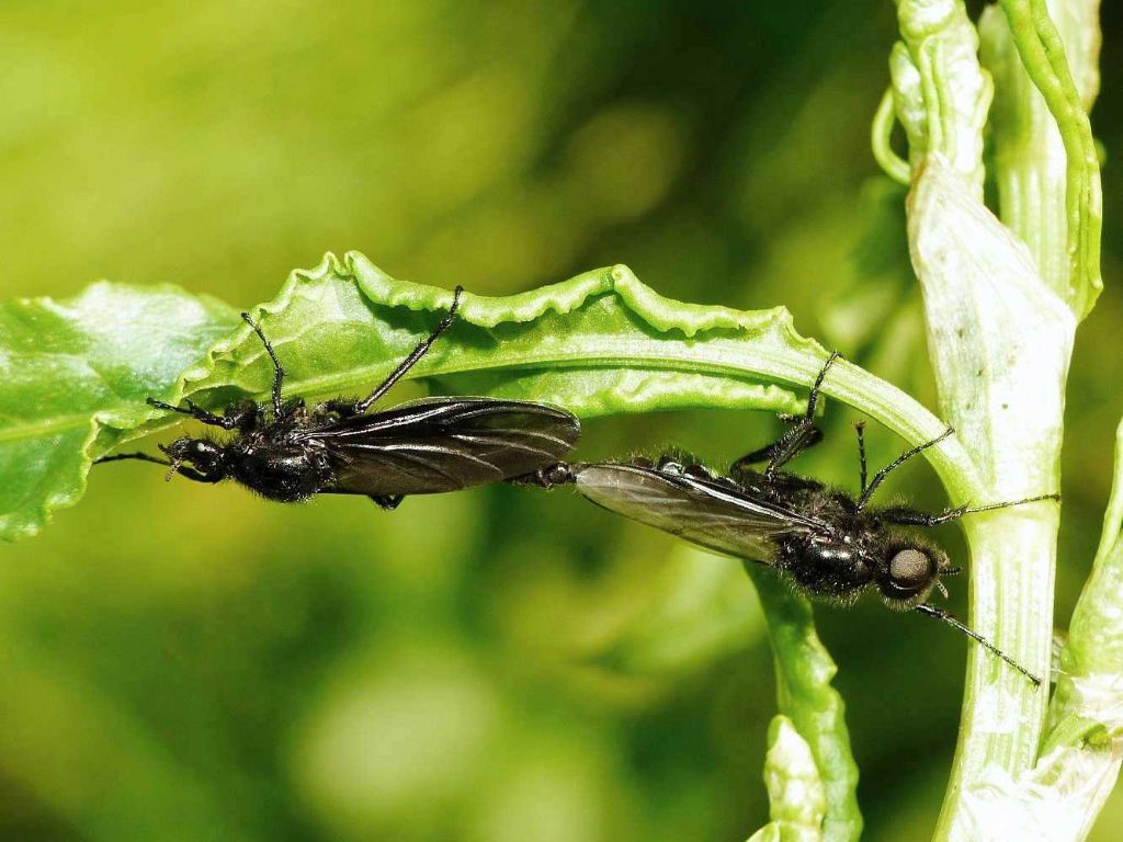 Aiuto per identificazione